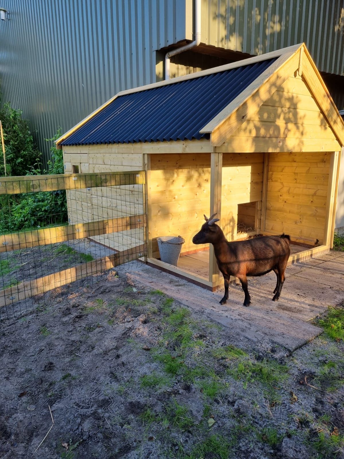 Groot geitenhok met overkapping