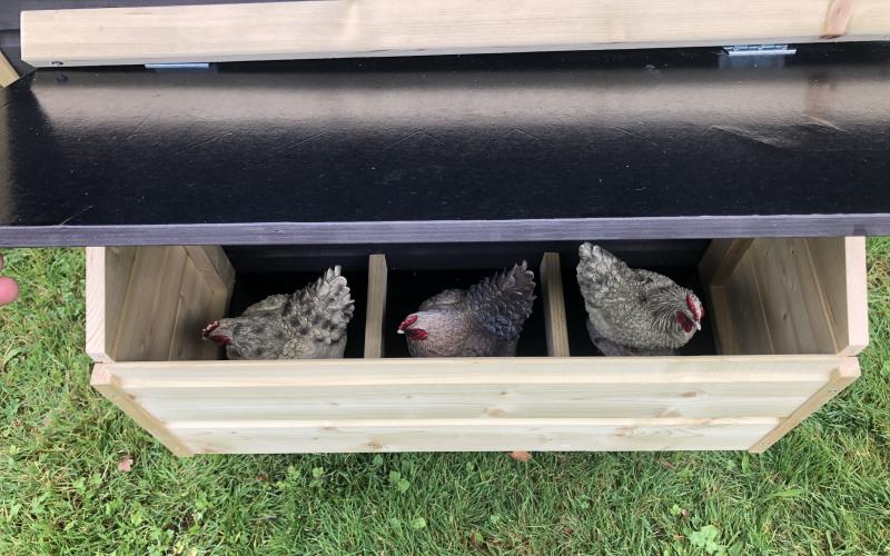 Kippenhok met ren Bolsward Deluxe type A binnenkant legnest